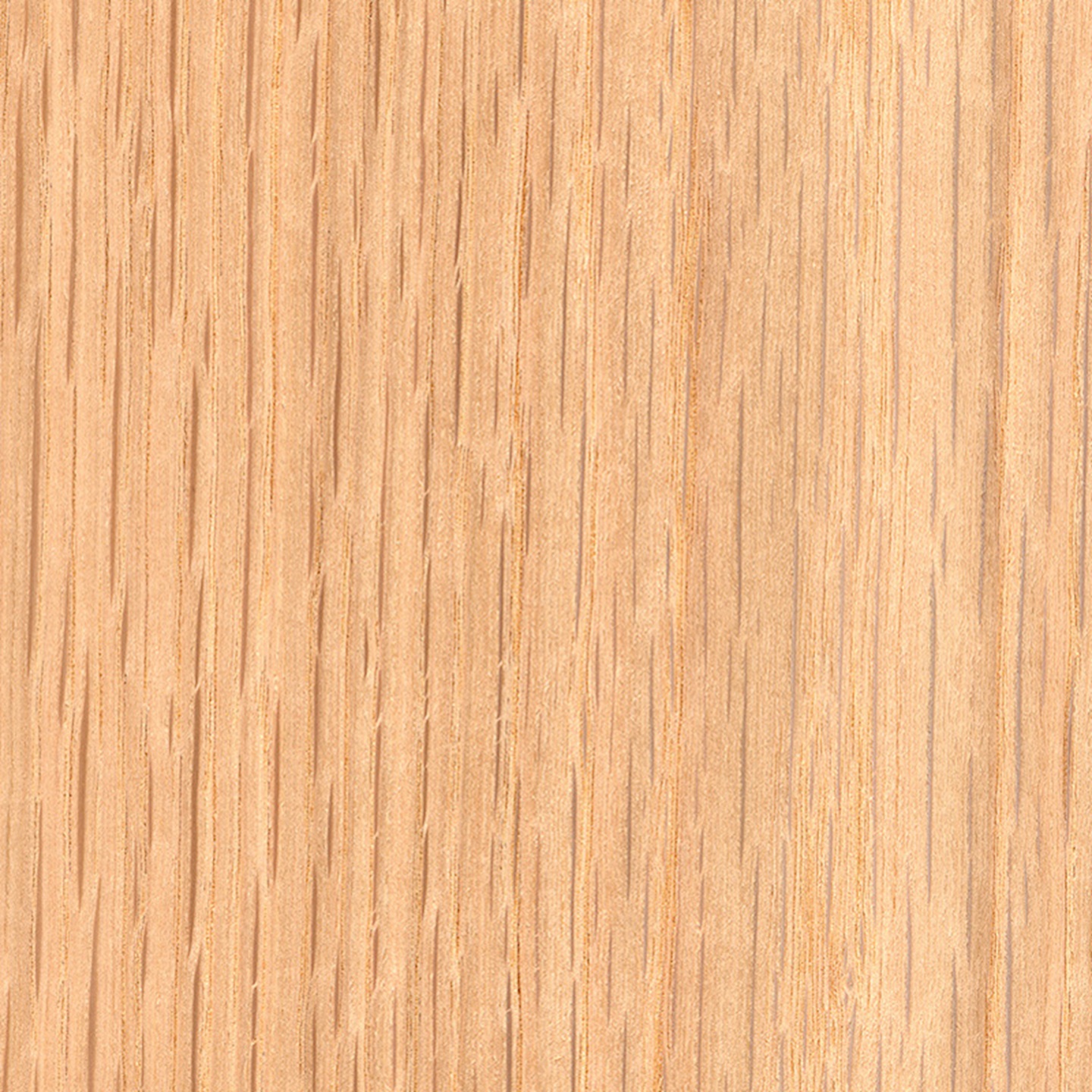 American Red Oak