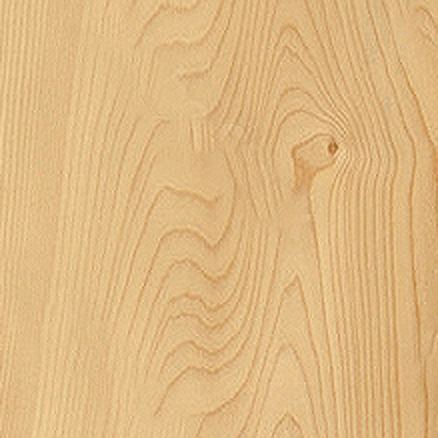 American Hard Maple